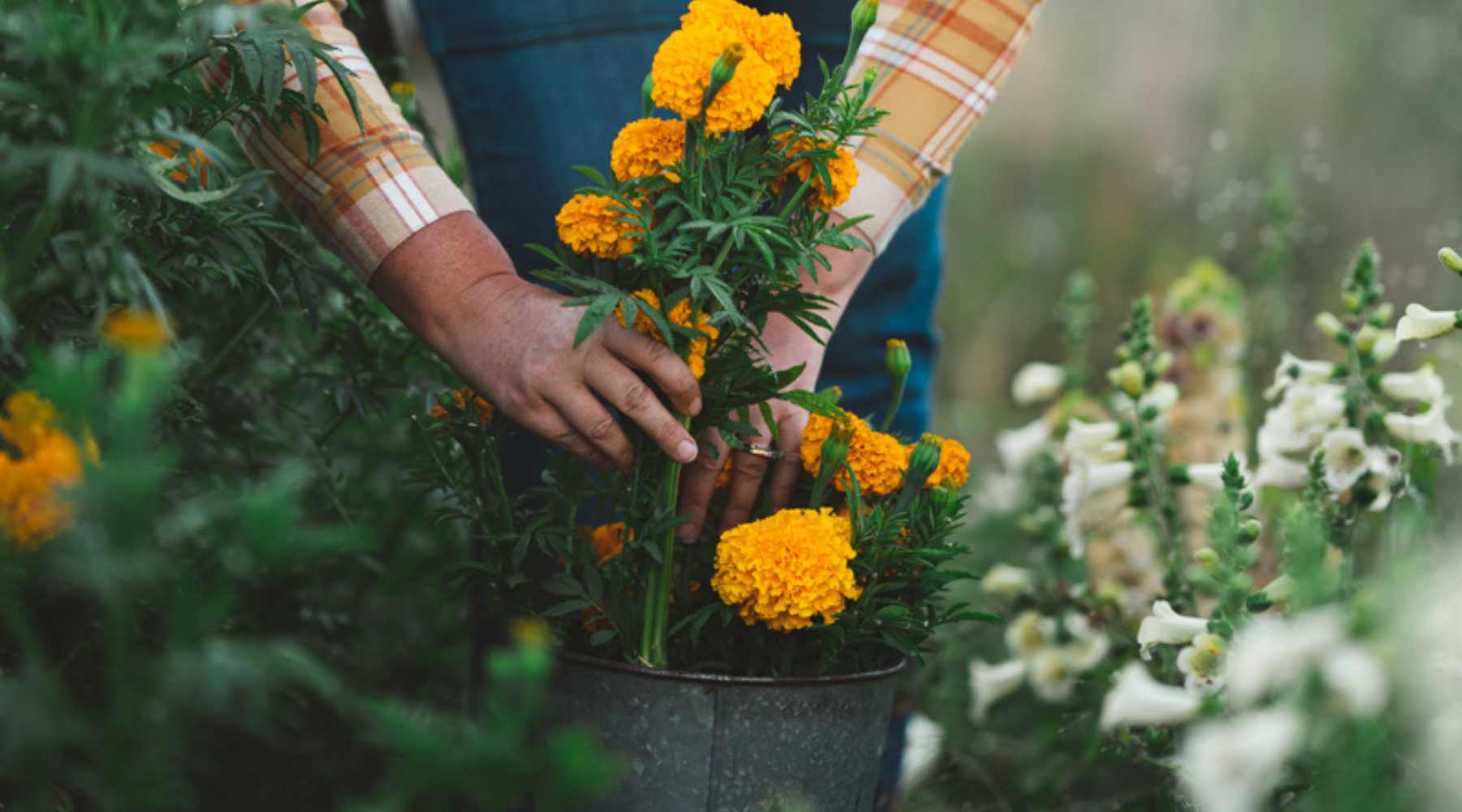 Woman farmer placing cut marigolds into a bucket in a flower field.