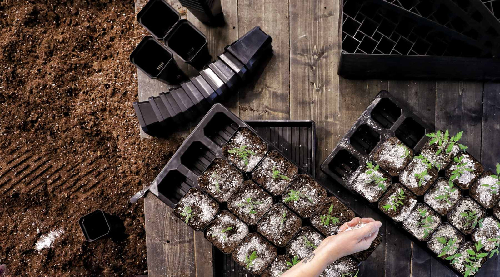 grower up potting tomato plants into 3.3" bootstrap farmer pots on a potting bench