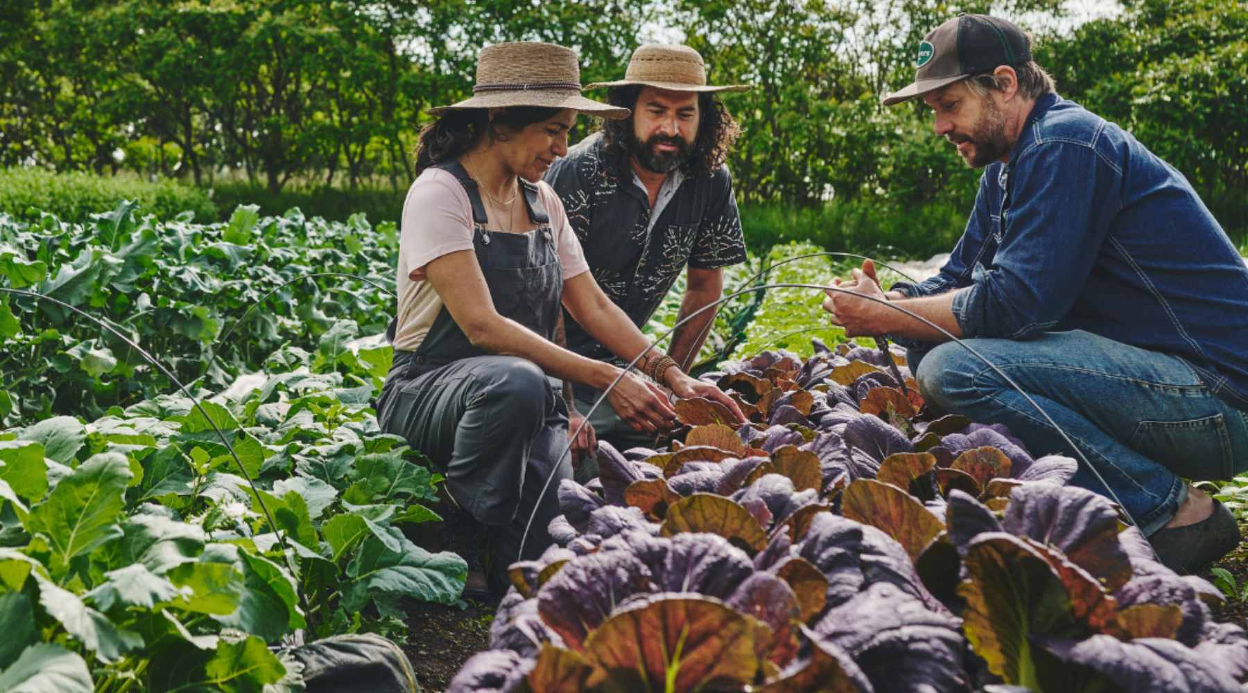 Two men and 1 woman leaning over a bed greens on a market farm