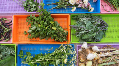 How to Use 1020 Mesh Trays for Seed Starting and Microgreens