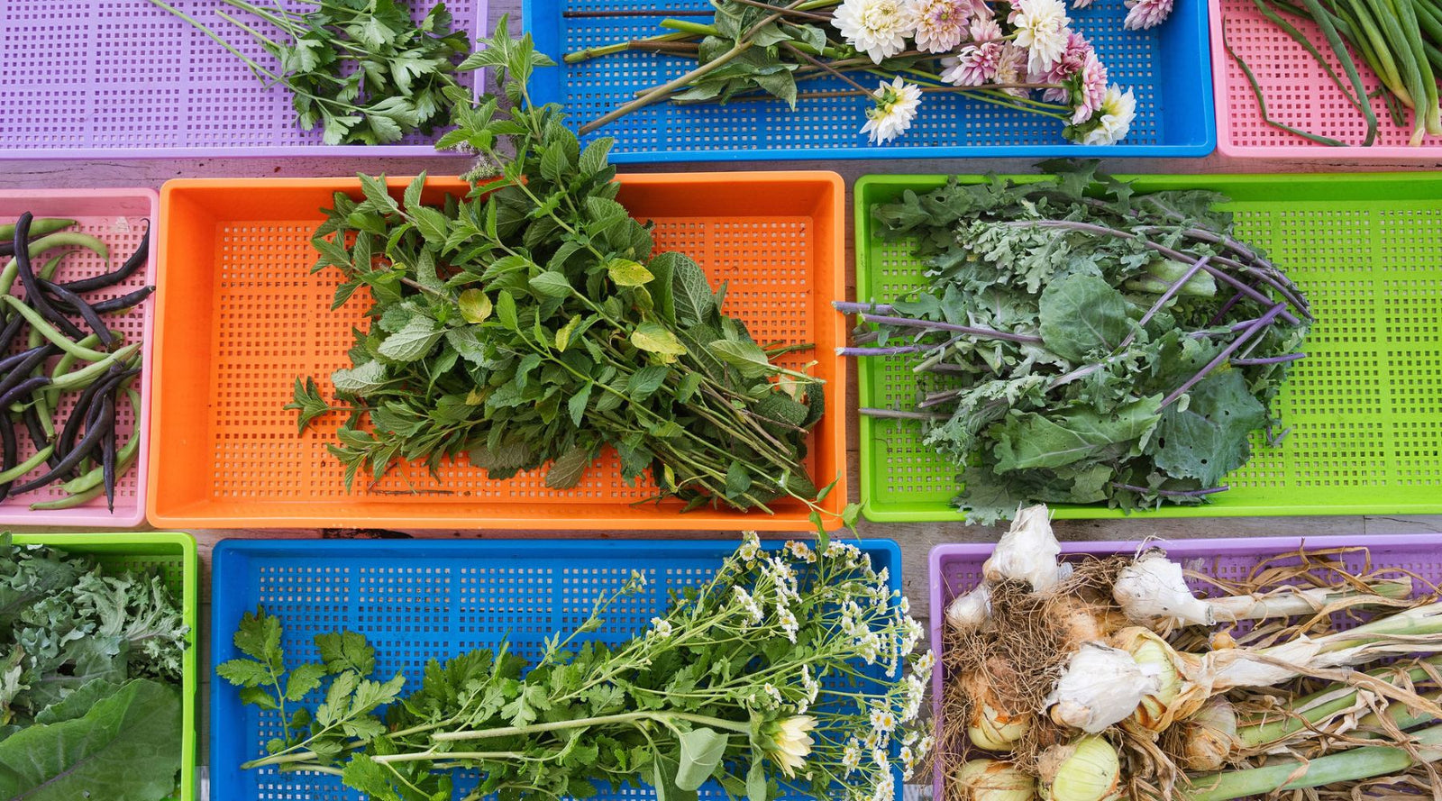 Multiple colors of mesh trays holding various produce gathered to dry