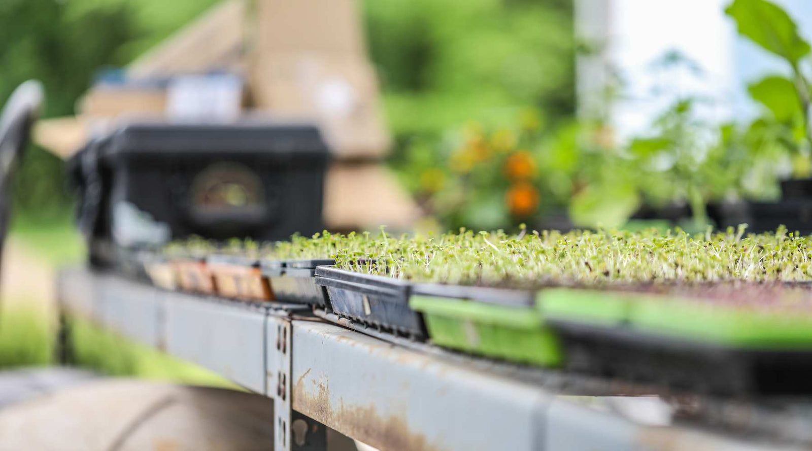 Microgreens growing on tables outdoors