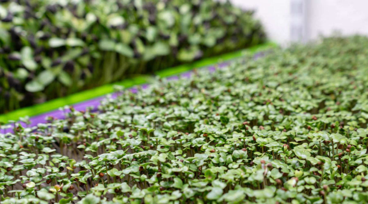 Microgreens growing in shallow 1020 trays