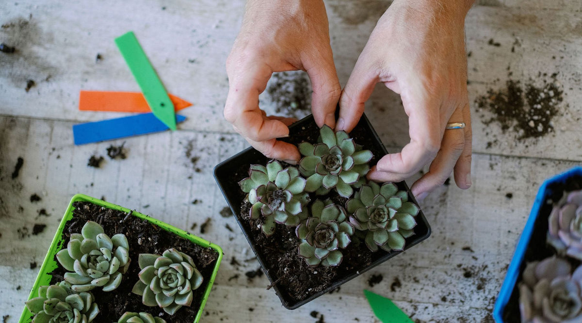Planting Succulents in 5x5 Trays