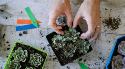 How to Winterize Succulents: Protect Your Container Plants