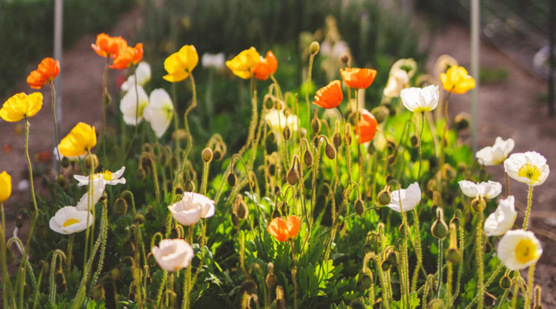 Icelandic poppies growing in a three foot wide row. White, yellow, and orange varieties. 