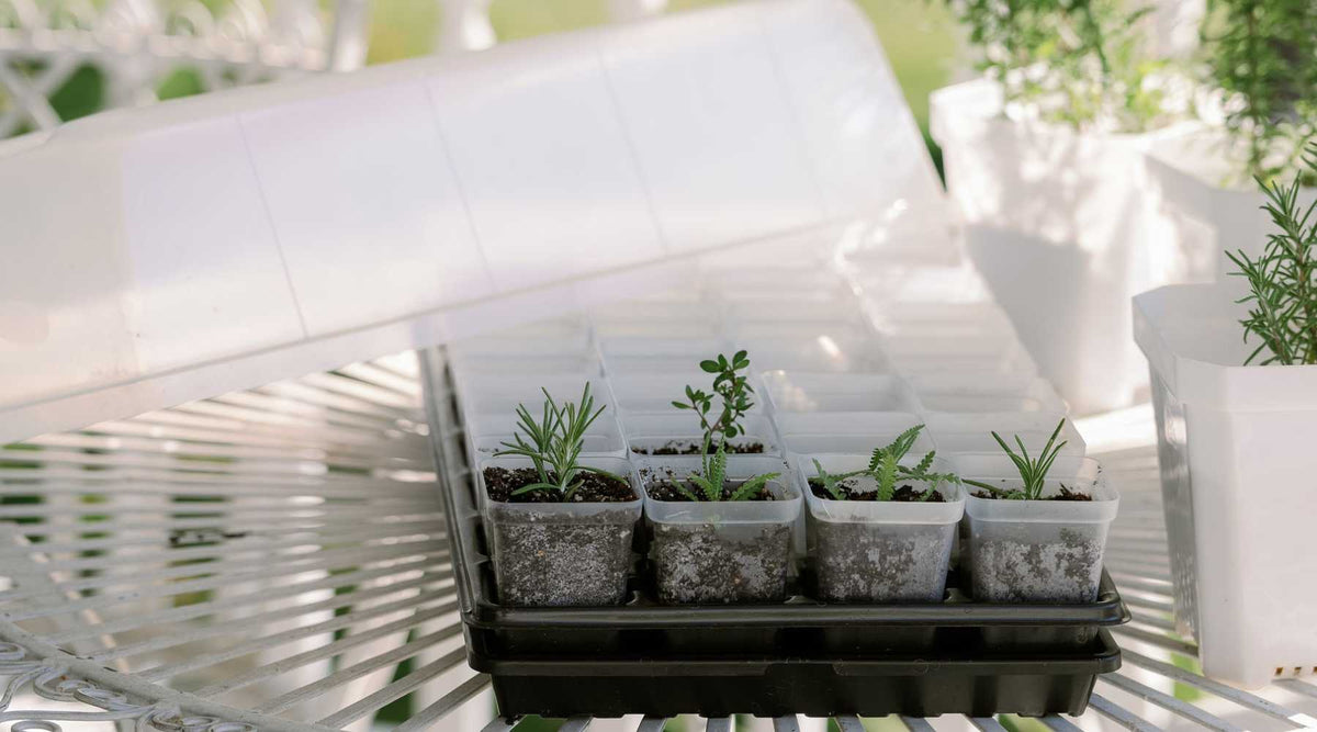Propagation bundle setup with cuttings