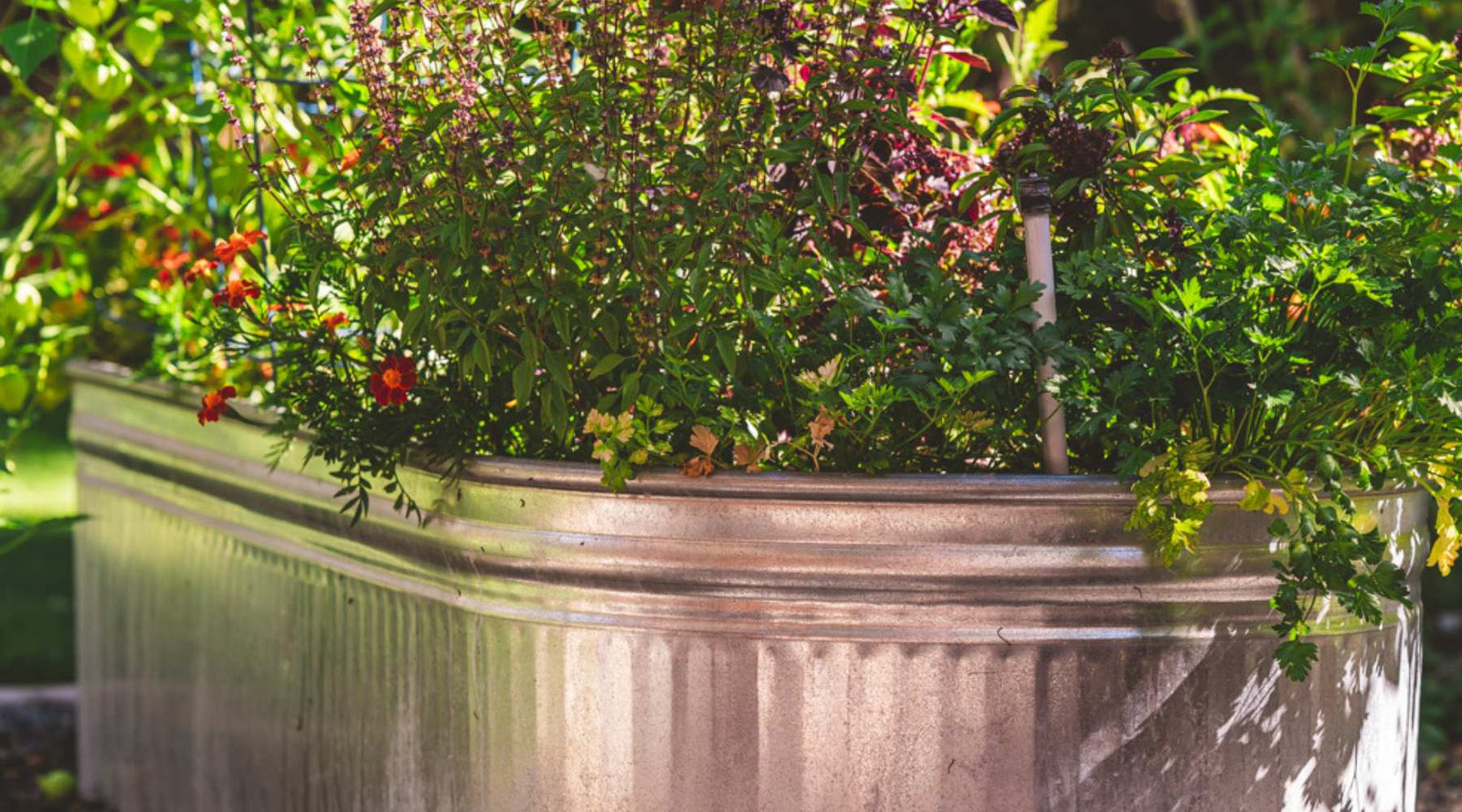 raised bed with flowers