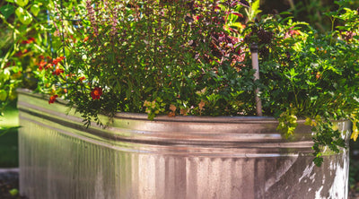 Maximize Your Space: A Beginner's Guide to a Compact Cut Flower Garden