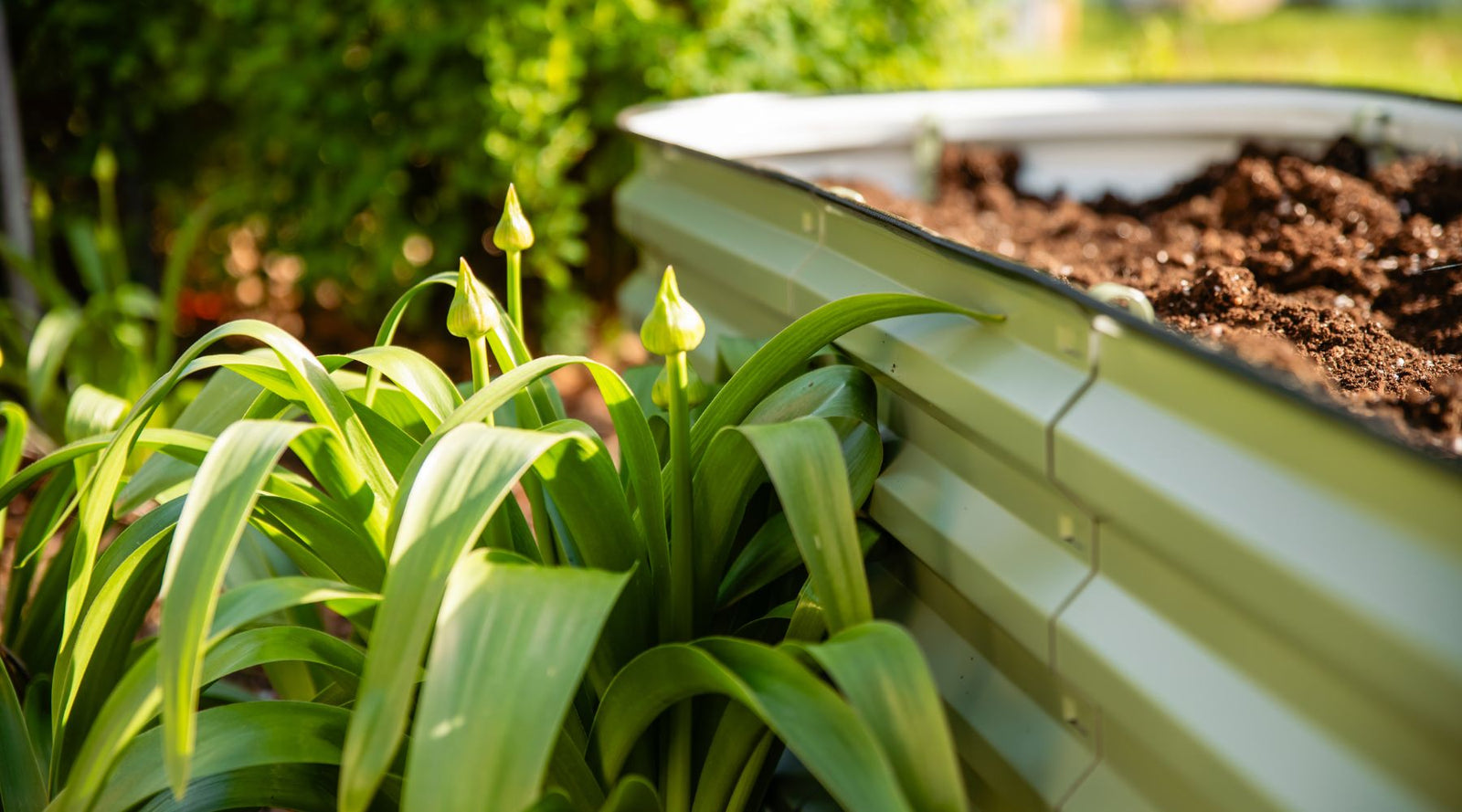 Raised Bed near spring flowers filled with soil media