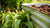 Raised Bed near spring flowers filled with soil media
