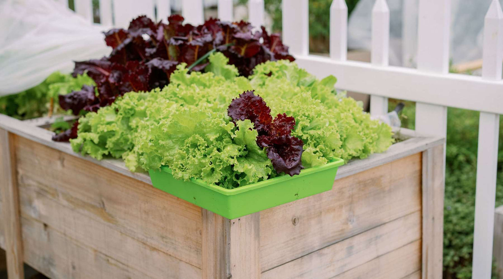 salad garden in raised bed with mesh tray for harvesting