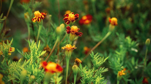 Top 10 Edible Flowers to Grow - Bootstrap Farmer