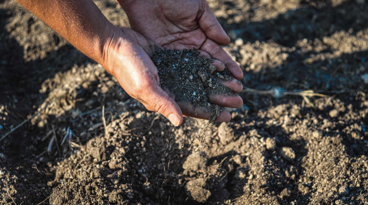 A farmer's cupped hands holding soil above a garden bed. The soil is loamy and rich in organic matter. 
