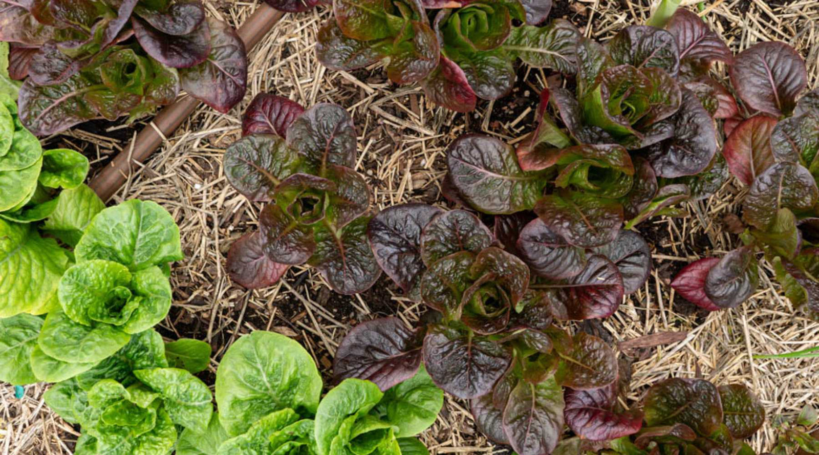healthy greens in mulched living soil