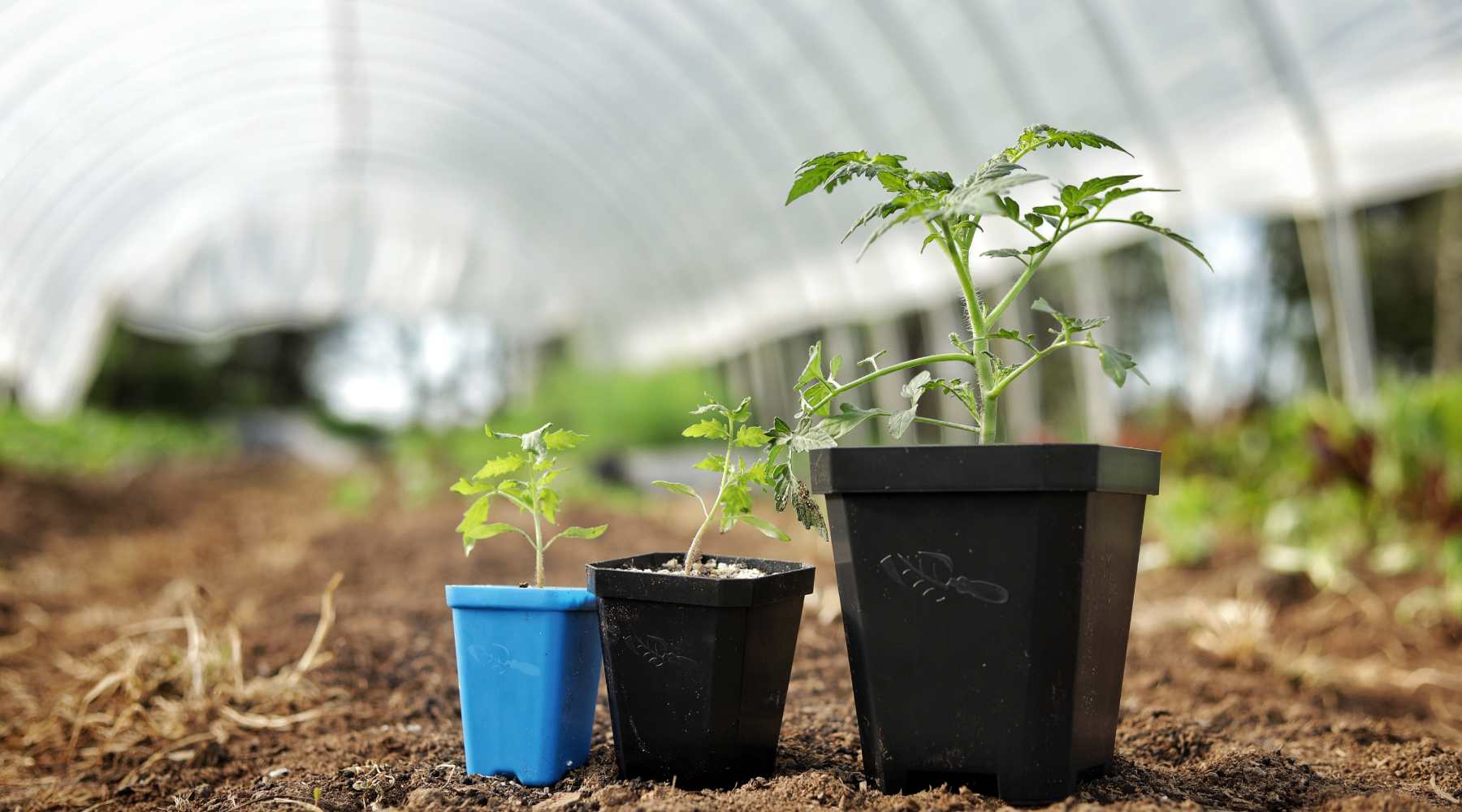Growing Tomatoes for the Urban Farm
