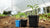 Growing Tomatoes for the Urban Farm