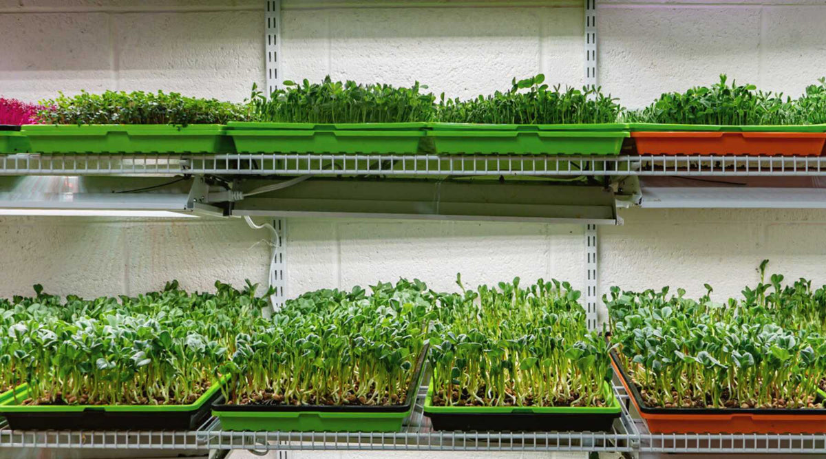 The Ultimate Microgreen Cheat Sheet