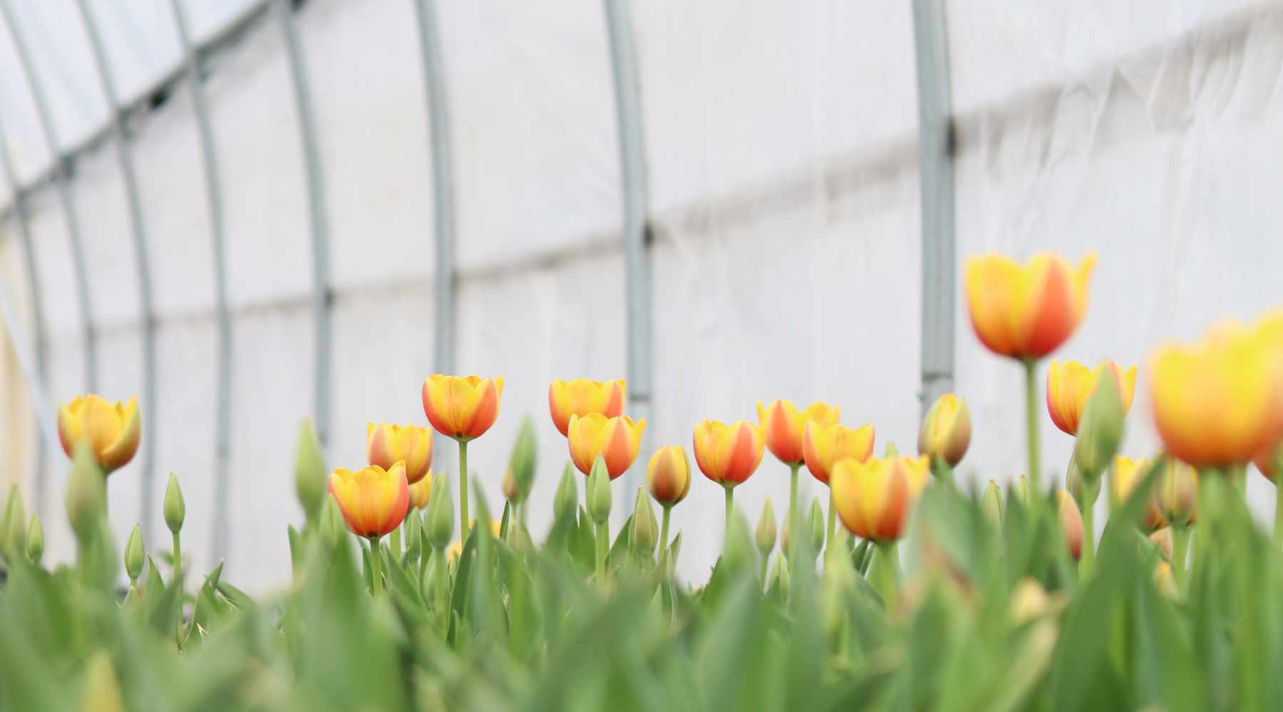 Tulips with yellow and orange coloring growing in a gothic high tunnel
