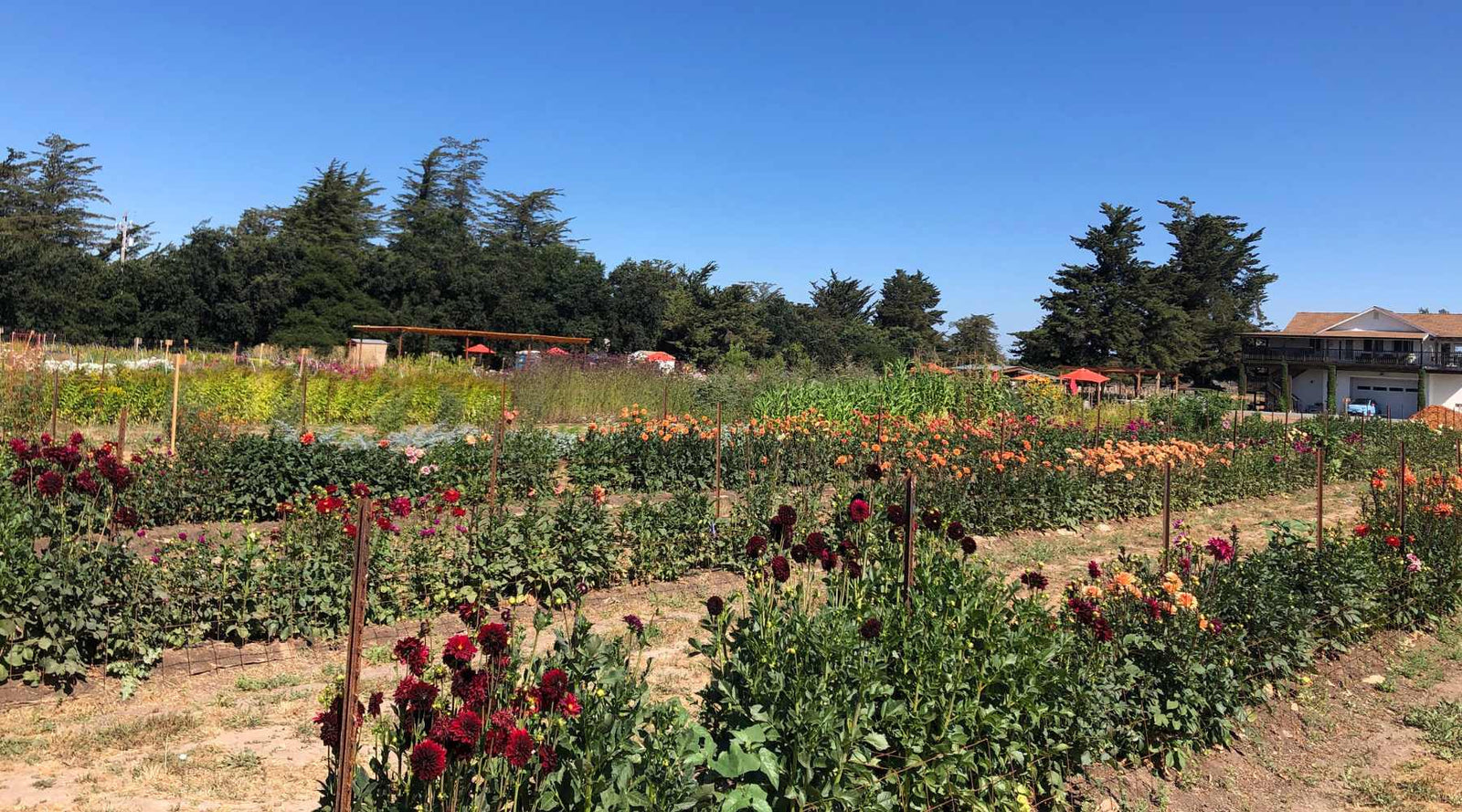 Flower farm with rows of dahlias in foreground with other types of flowers visible behind. House and umbrellas visible in background.