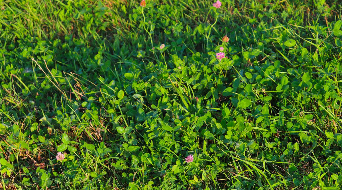 Why Clover is the Best Winter Cover Crop for Your Garden