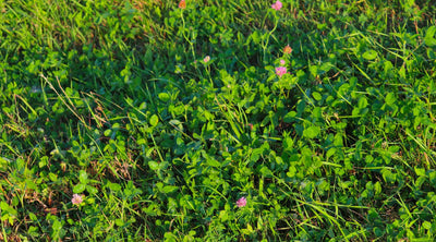 Why Clover is the Best Winter Cover Crop for Your Garden
