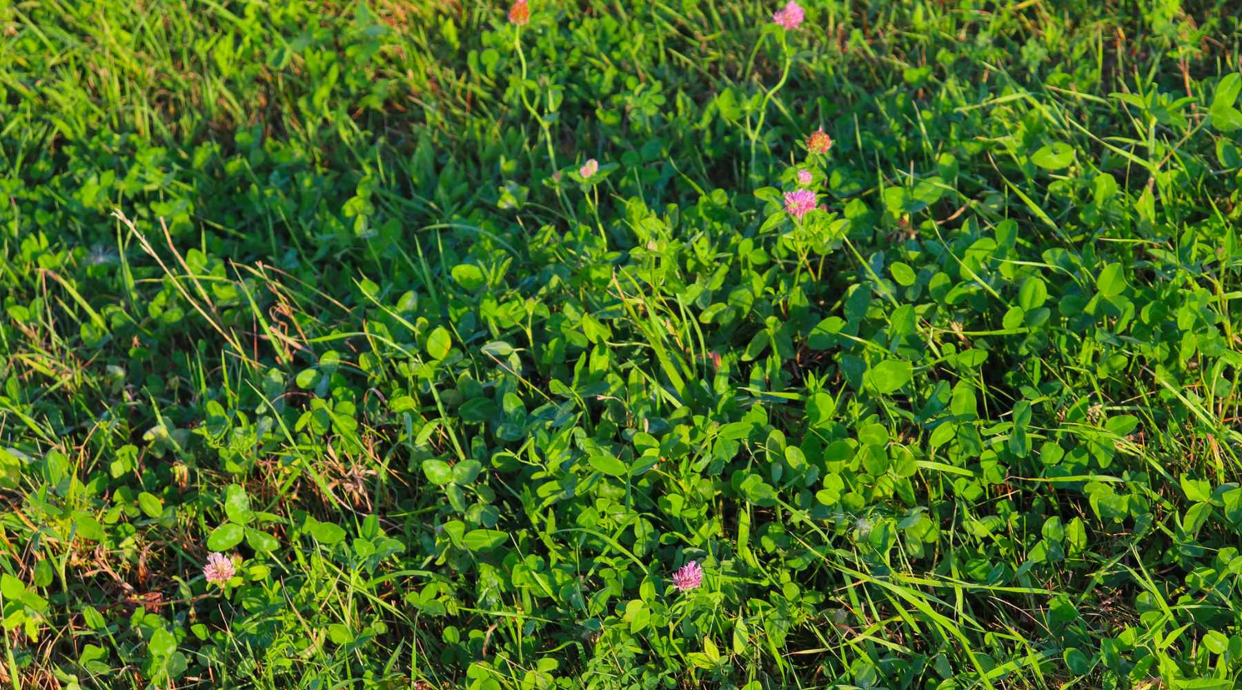 Why Clover is the Best Winter Cover Crop for Your Garden