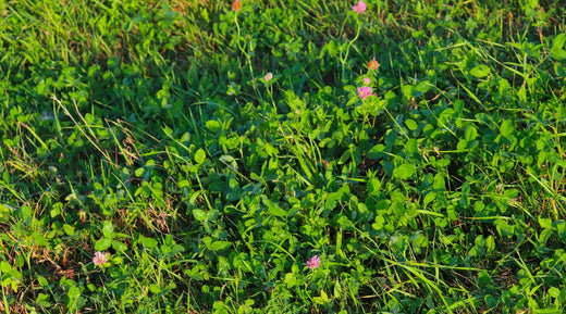 wide shot of clover cover crop with pink flowers