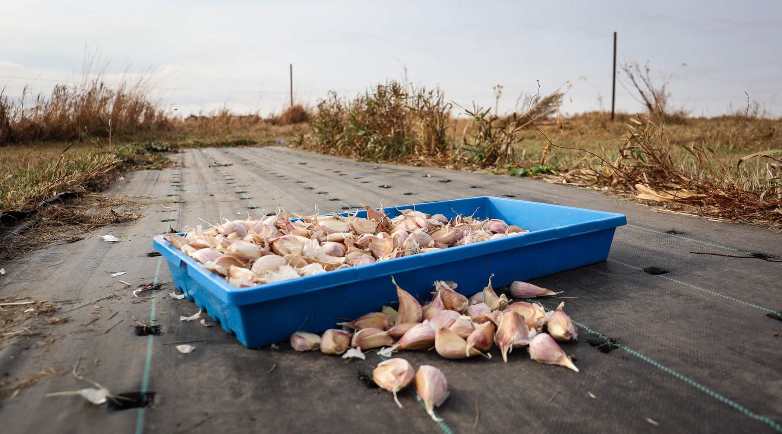 How to Use Weed Barriers in Your Vegetable Garden for Best Results
