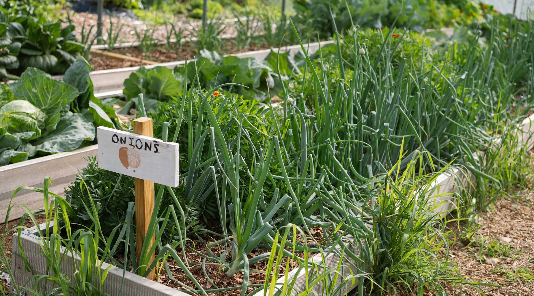 Wide view of a thriving backyard vegetable garden with a mix of greens ...