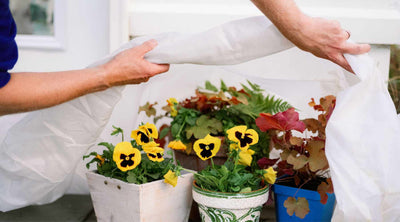 Winter-Proofing Your Garden: Top Cold-Tolerant Container Plants