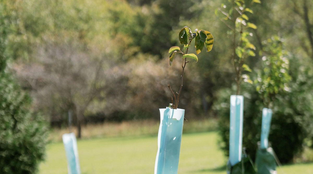 young trees planted in rows