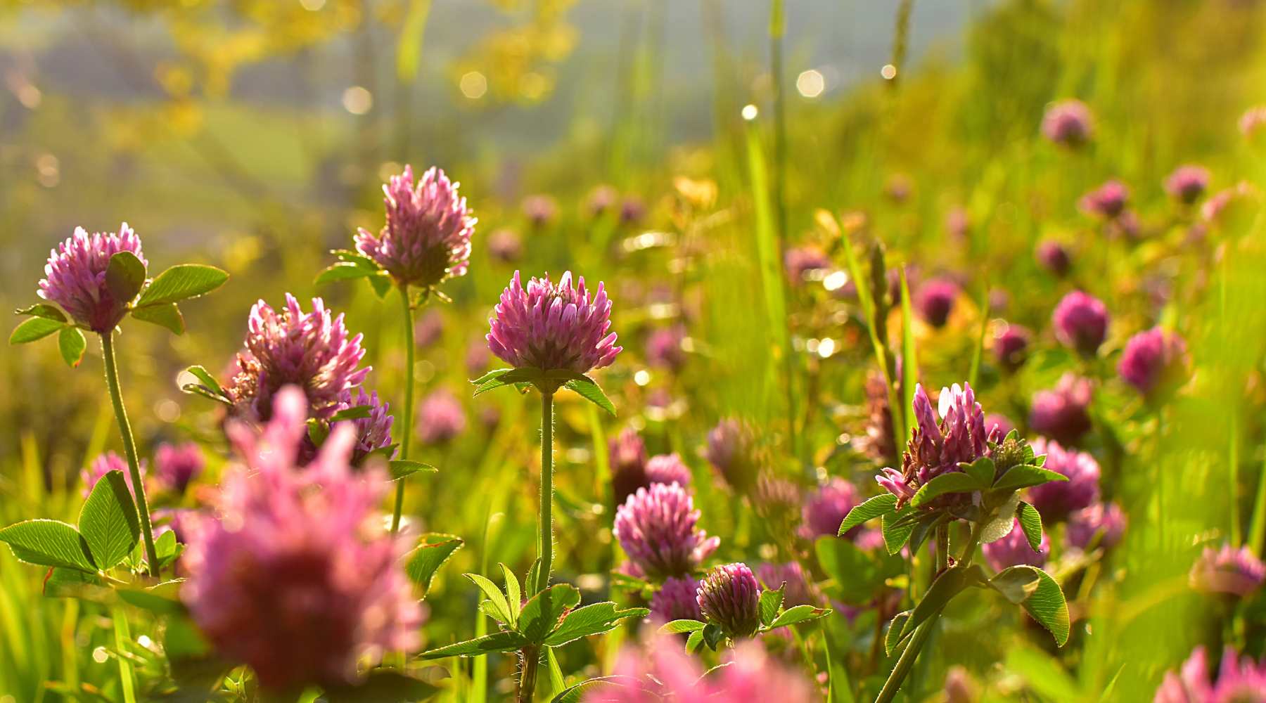 cover crop clover