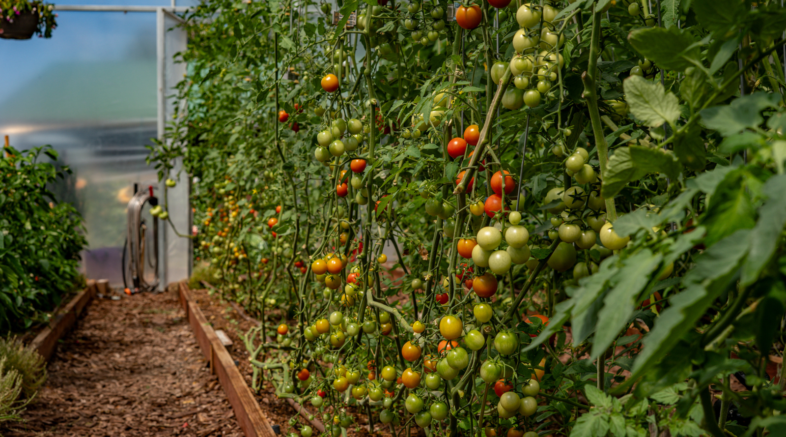 A row of tomatoes growing up a trellis inside a high tunnel. 