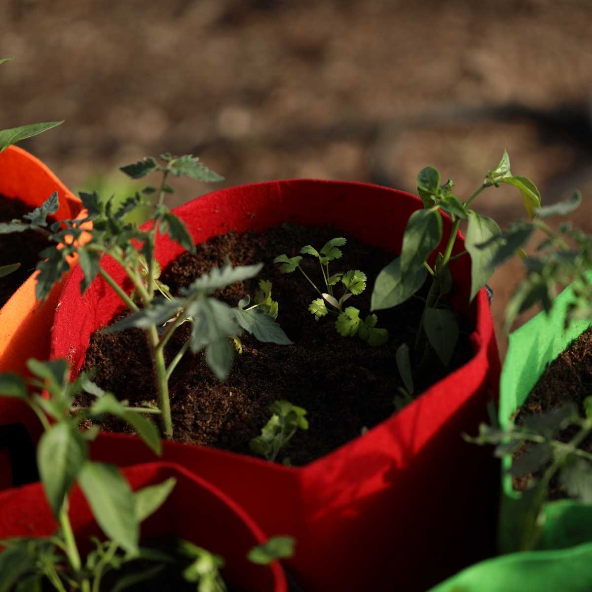 Grow bag gardening