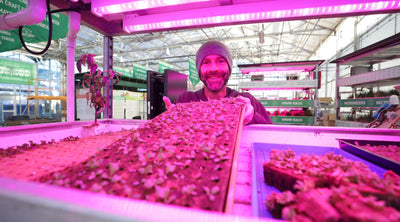 Top Hydroponic Growing Mediums