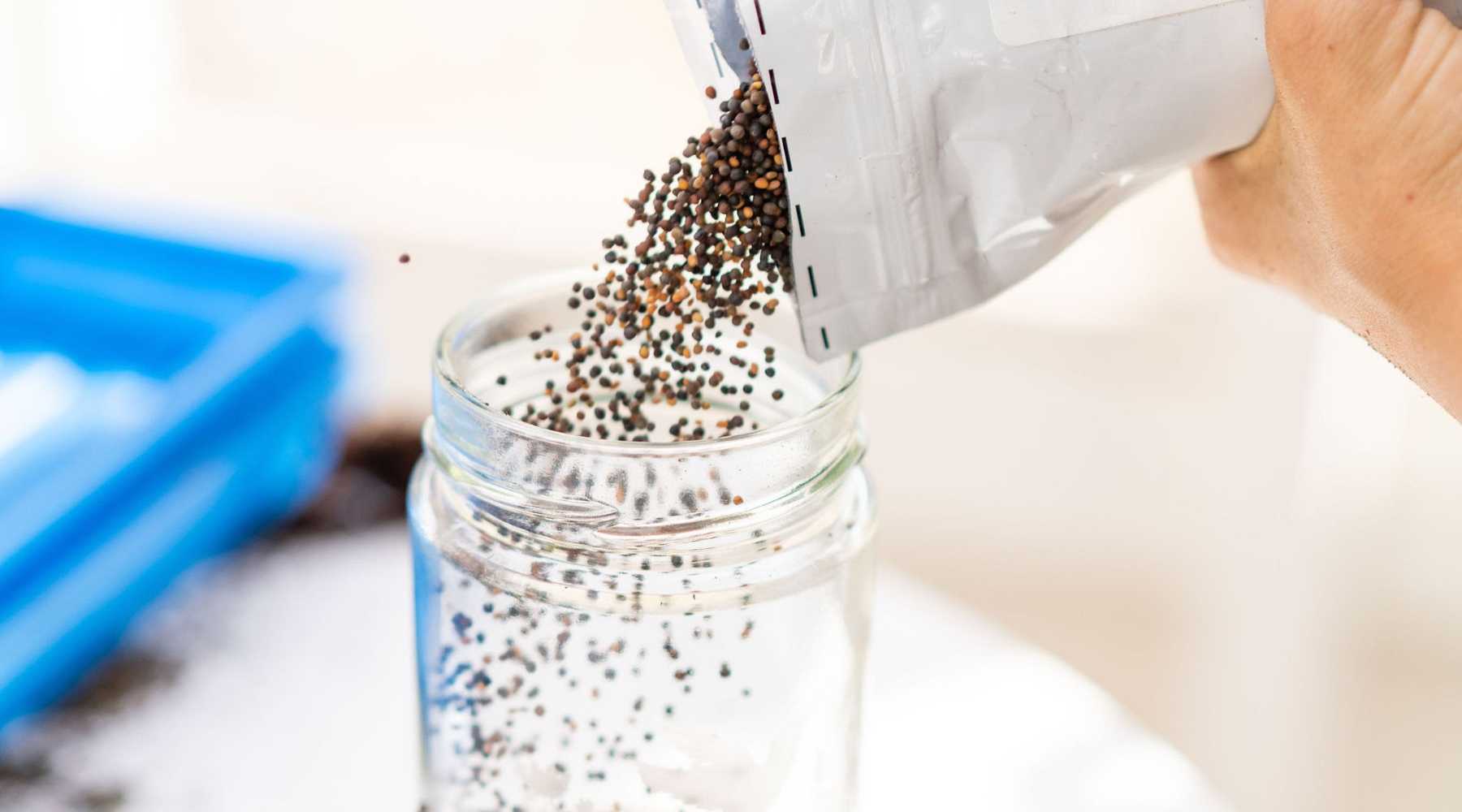 Pouring Seeds into Container for Seed Sanitizing