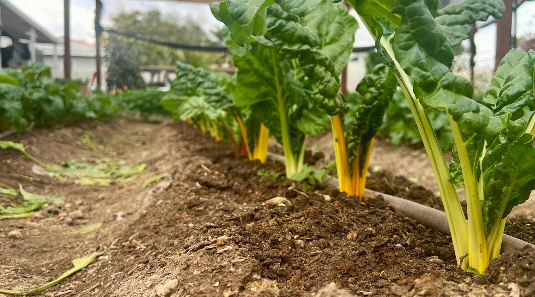 row of yellow stemmed swiss chard under shade cloth cover on an urban farm