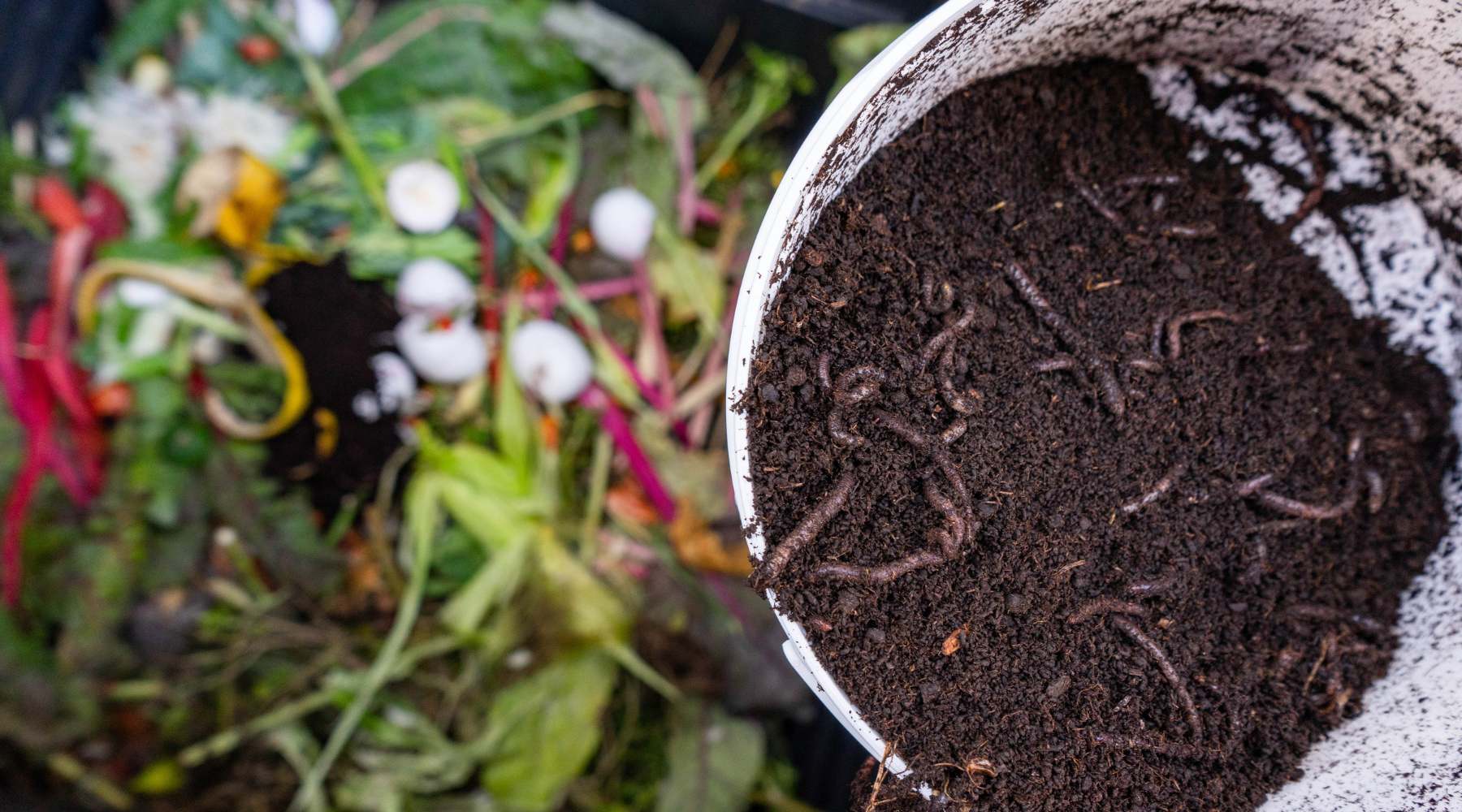 Composting for Beginners: Easy Steps to Improve Your Soil
