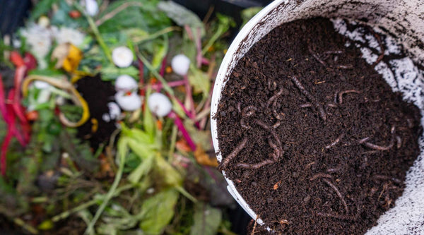 Composting for Beginners: Easy Steps to Improve Your Soil - Bootstrap ...