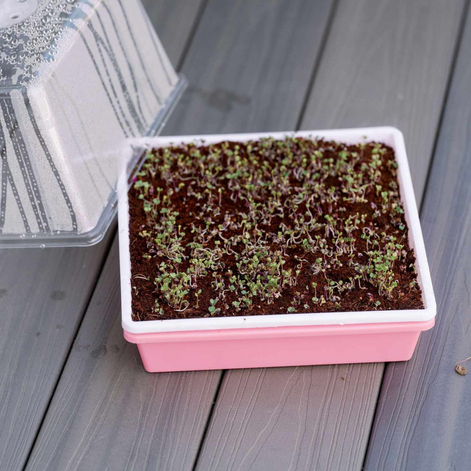 1010 Seed Starting Trays | Order Extra-Strength 10x10 Trays