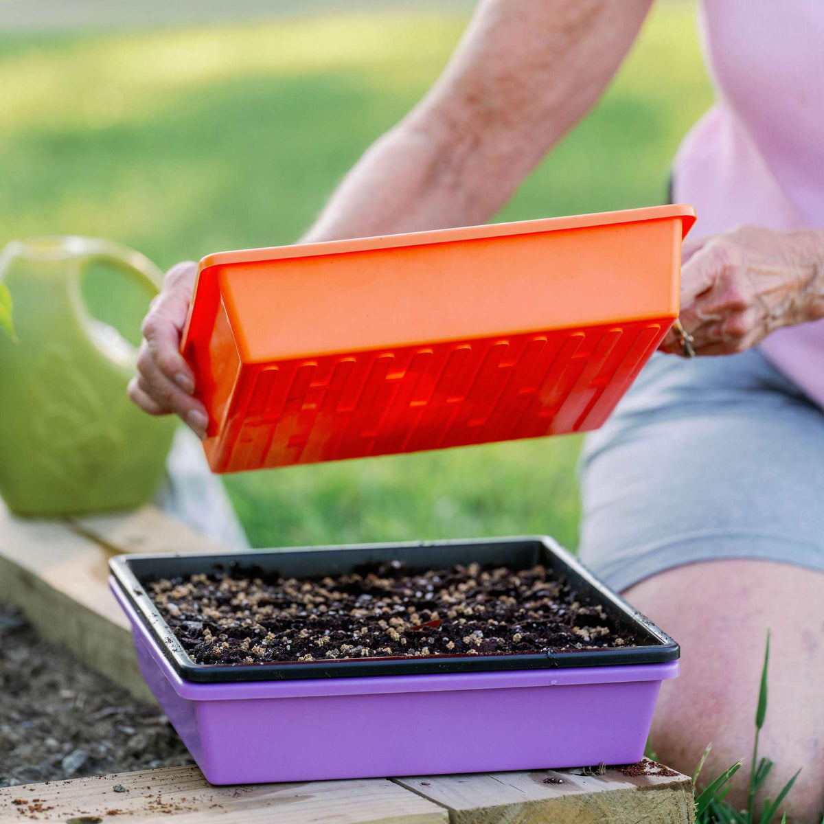Grower stacking microgreens planting in 1010 deep purple tray.