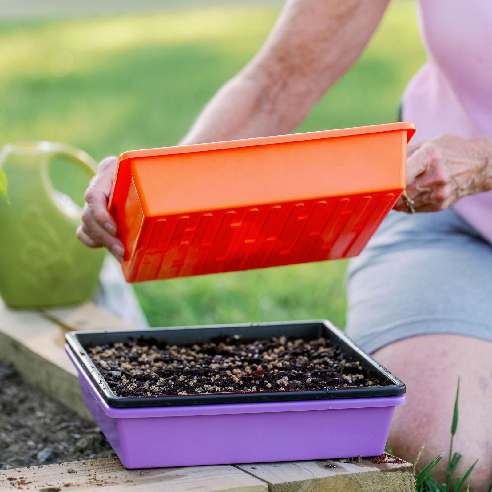 Grower stacking microgreens planting in 1010 deep purple tray.