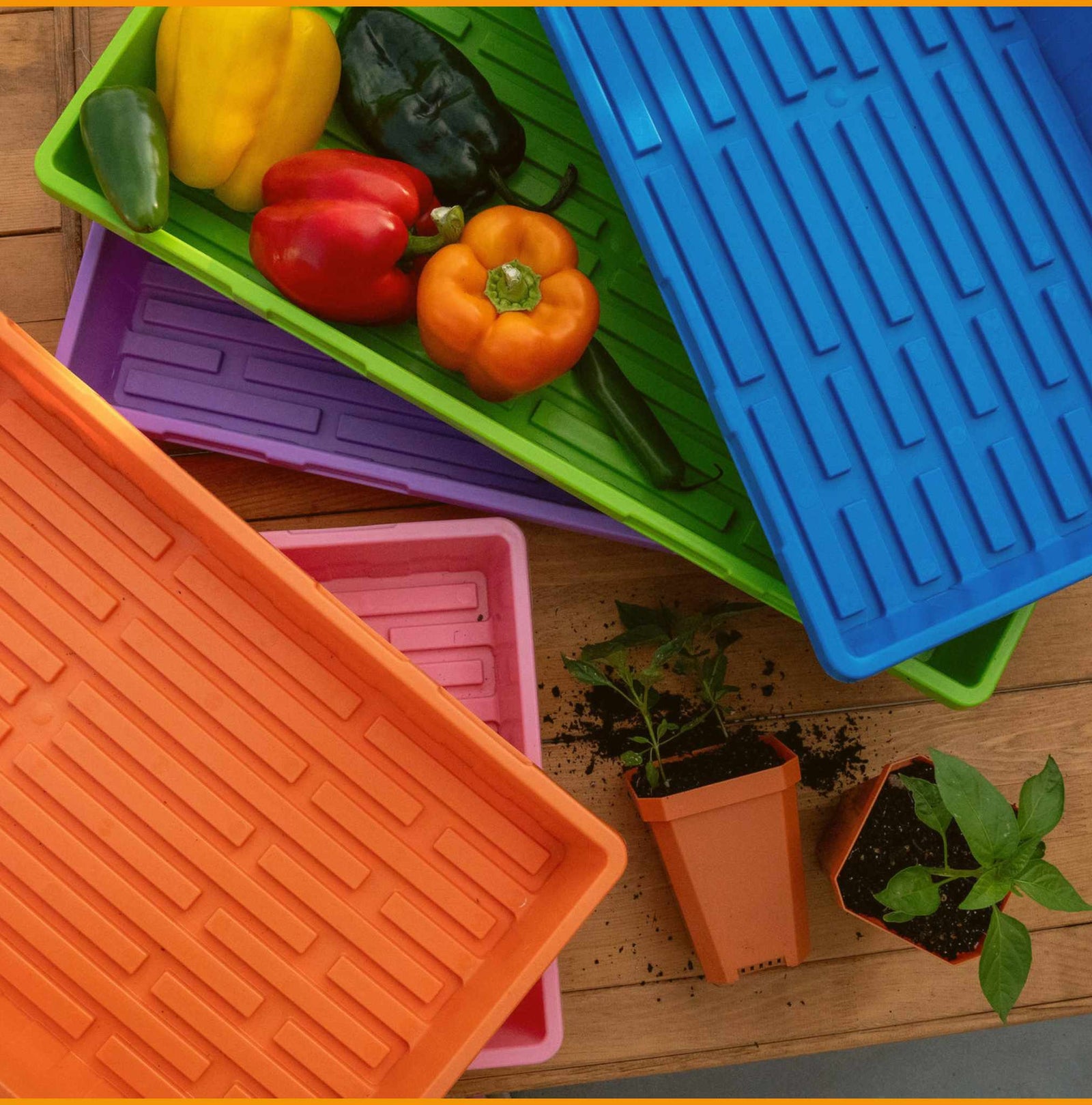 1020 Colored Heavy Duty Trays Holding Peppers with seed pots
