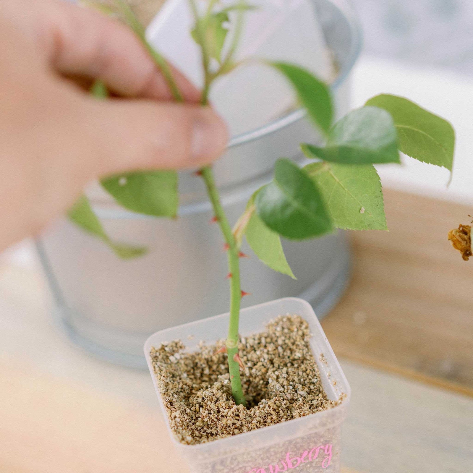 Clear 2.5" Pot with Rose Cutting and Non-soil Media