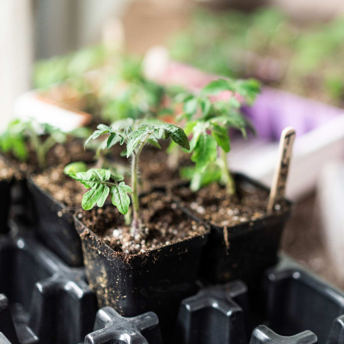 2.5 Seed Starting Pots in Black planted with tomatoes resting in a 32 cell insert tray
