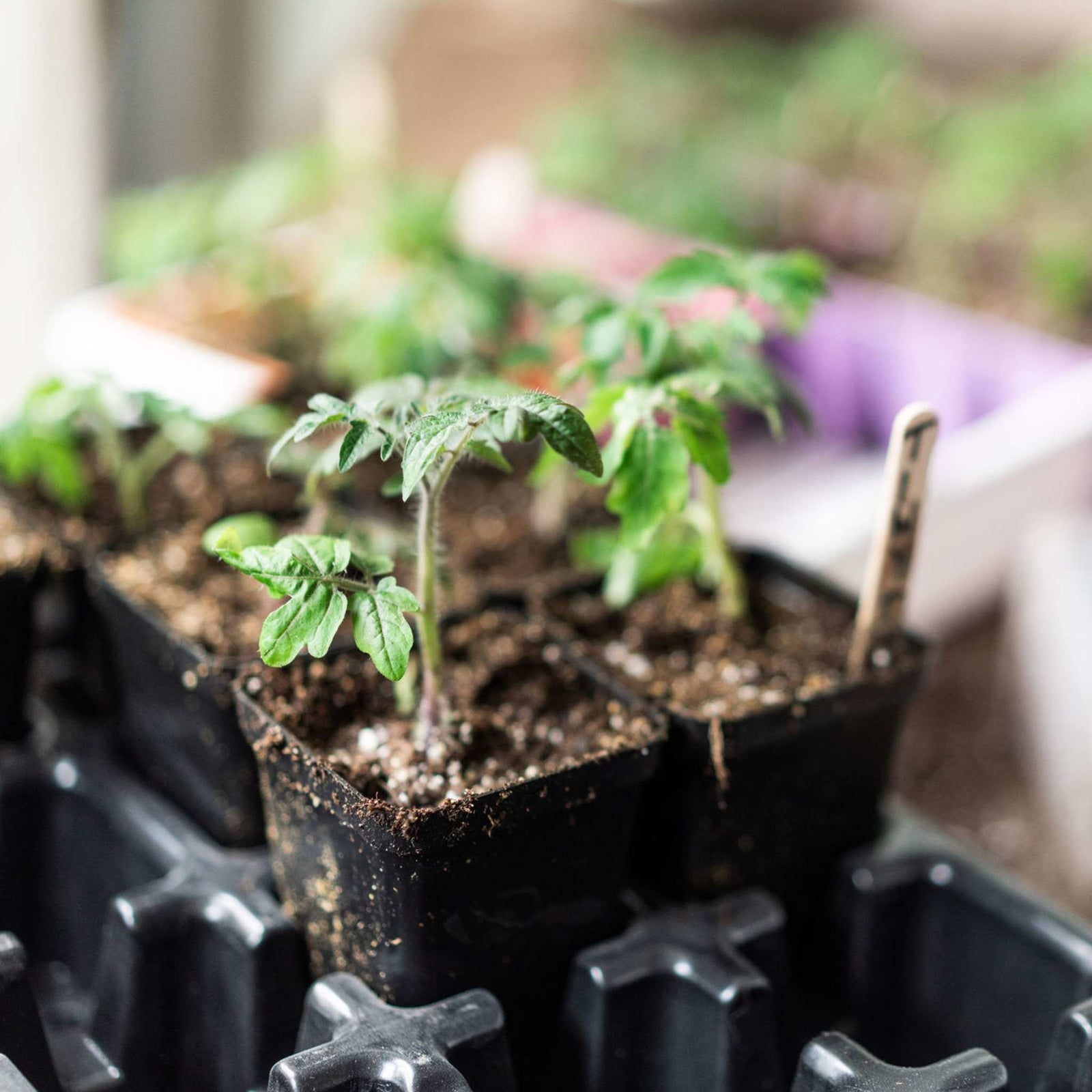 2.5 Seed Starting Pots in Black planted with tomatoes resting in a 32 cell insert tray