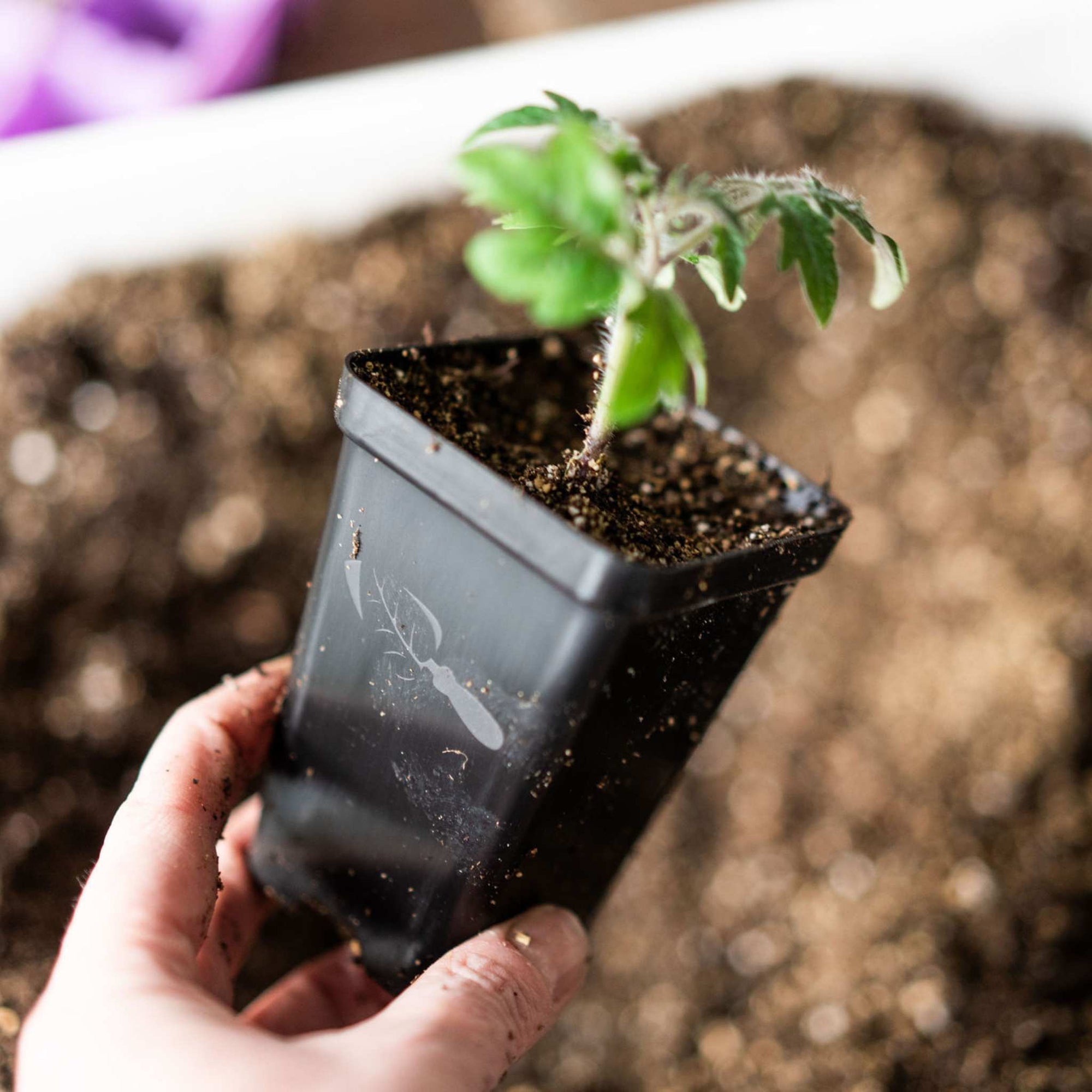 2 pots for plants Seed Starter Pots - 2.5" Extra Strength - 80 Pots / Orange