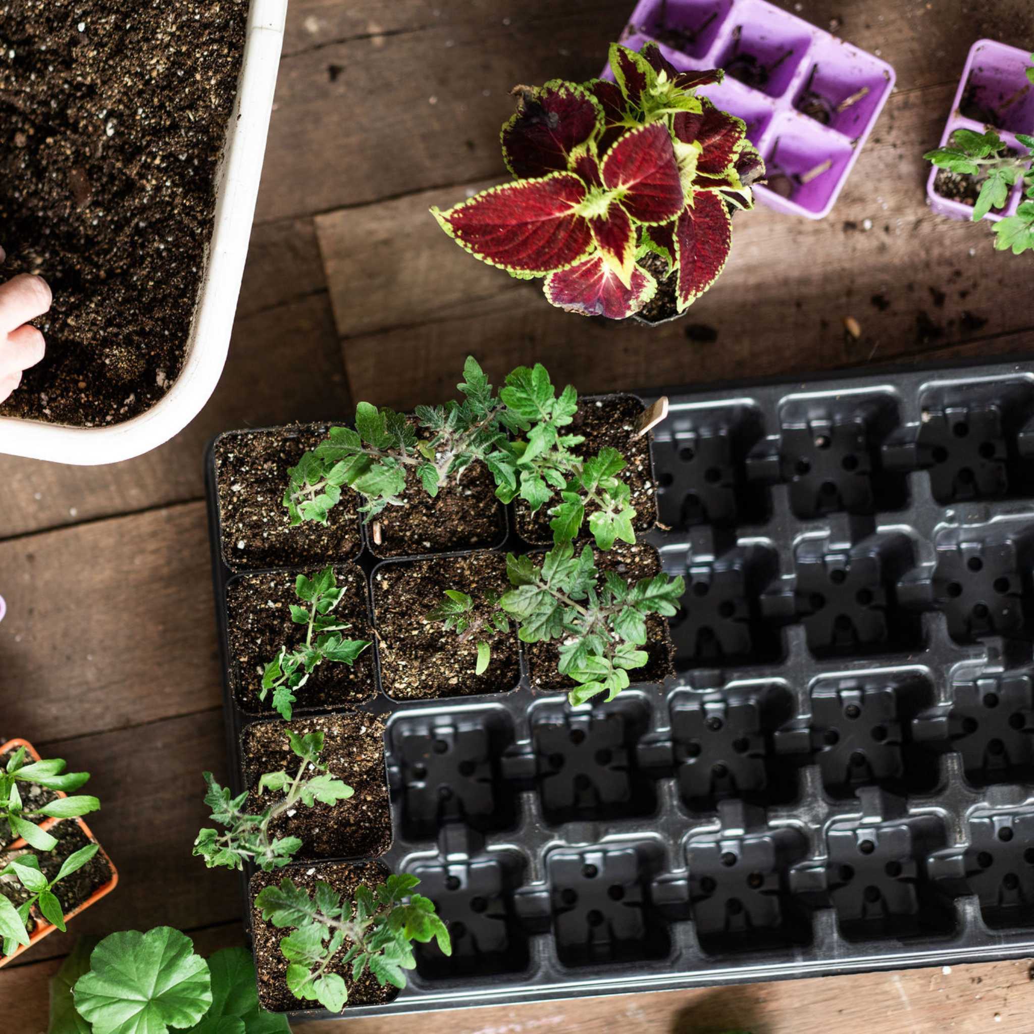 small plant starter pots 32-Cell Reusable Plant Starter Trays with Inserts 5 Pack / Black