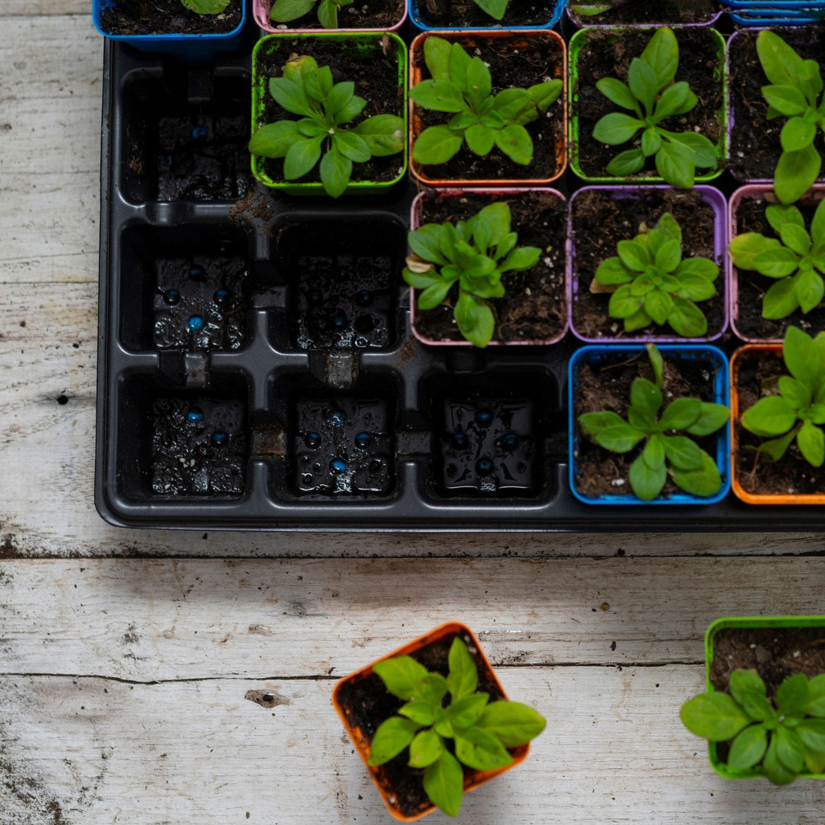 petunias planted in multicolor 2.5" pots in a 32 cell 